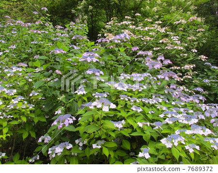 Hydrangea of Kobe City Forest Botanic Garden Hydrangea of Kobe City Forest Botanic Garden 7689372