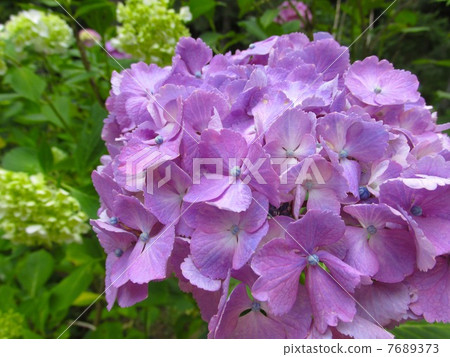 Hydrangea of Kobe City Forest Botanic Garden Hydrangea of Kobe City Forest Botanic Garden 7689373