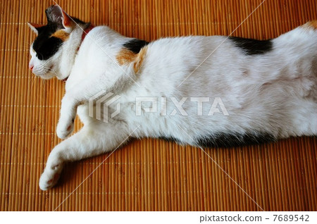 Mikuriko sleeping on a crane 7689542