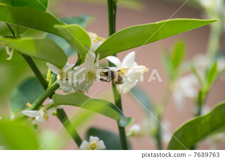 Honey collection of honey bees 7689763