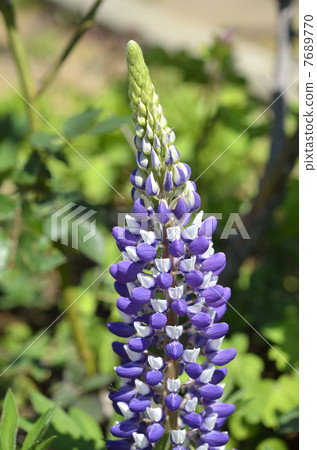  Lupine 7689770