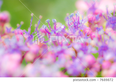 Hydrangea Hydrangea 7689872