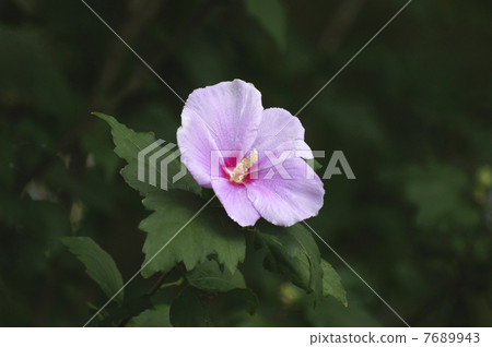 Fuyo's flower pink Fuyo's flower pink 7689943