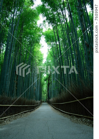 Small diameter of bamboo grove Small diameter of bamboo grove 7689947
