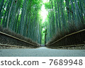 Small diameter of bamboo grove 7689948