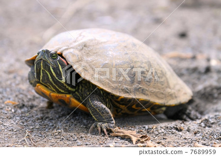 密西西比池滑塊 7689959