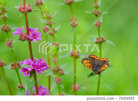 Scarlet red and wild flowers 7689985