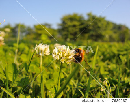 大黃蜂　 7689987