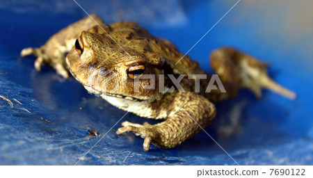 A frog 7690122