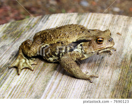 A frog 7690123