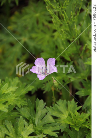 Hakusan Fuuro Hakusan Fuuro 7690128