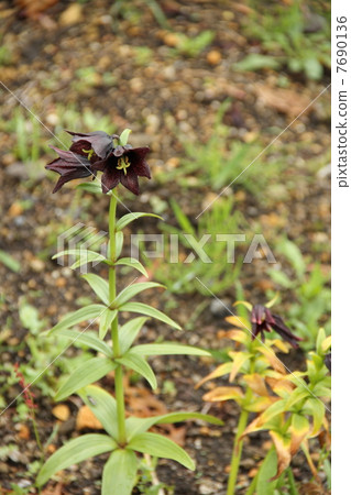 黑百合 黑百合 7690136