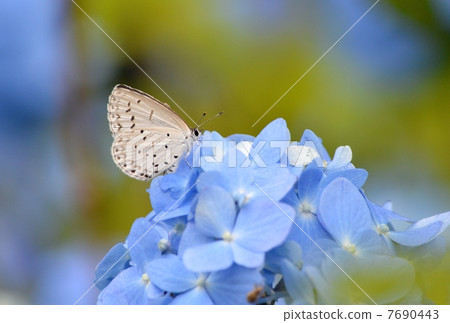 白尾蝴蝶和繡球花 7690443