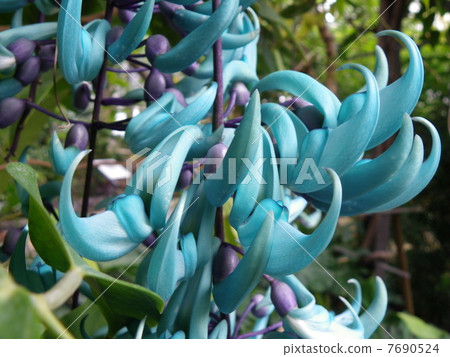 金銀花 金銀花 7690524