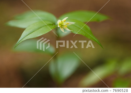 Chigo lily Chigo lily 7690528