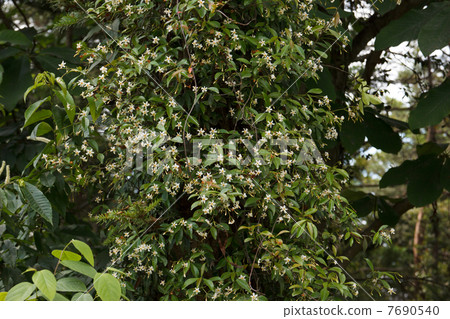 Tea Cazra Flower 7690540