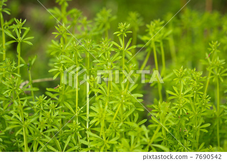 Yaemuru Yaemuru 7690542