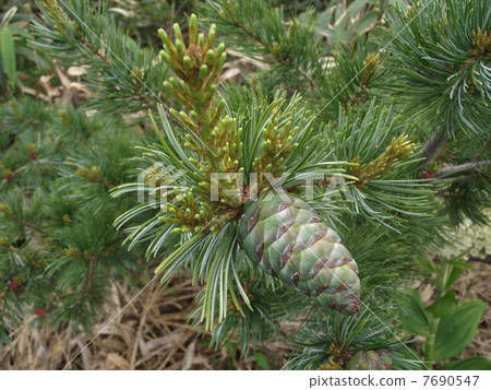 Pine wilt fruit found in Zao 7690547