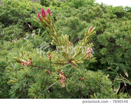 Pine wilt flower found in Zao Pine wilt flower found in Zao 7690548