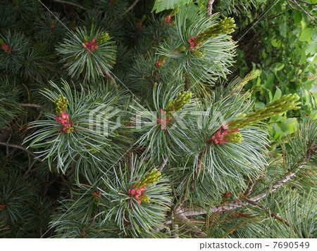 Pine wilt flower found in Zao Pine wilt flower found in Zao 7690549
