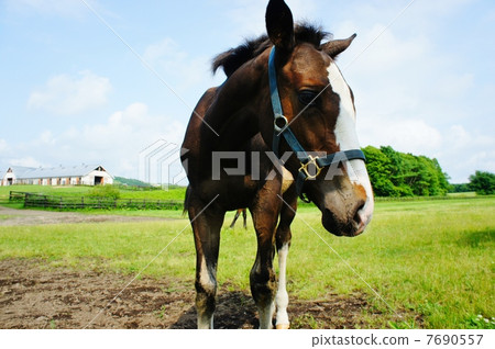 北海道的馬 7690557