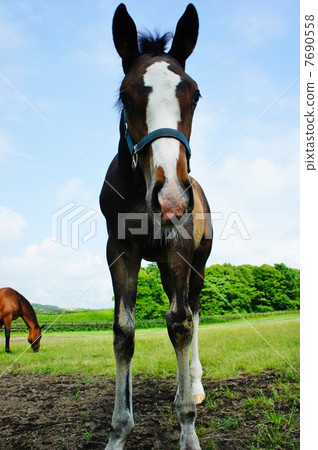 Horses in Hokkaido Horses in Hokkaido 7690558