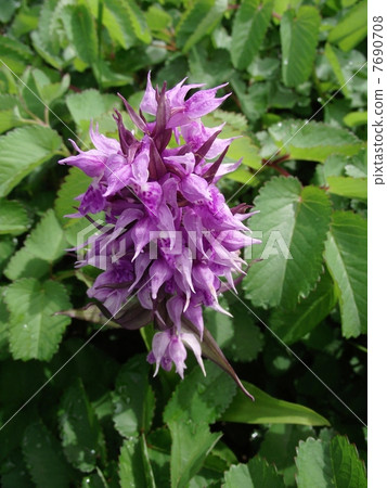 高山沒有女士Hakusanchidori 7690708