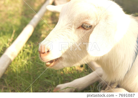 goat goat 7691087