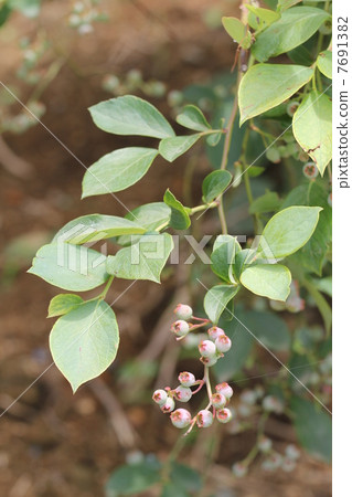 blueberry 7691382