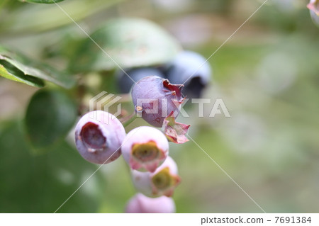 藍莓 藍莓 7691384