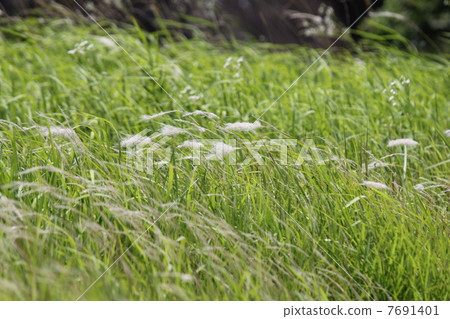 Chigaya Chigaya 7691401