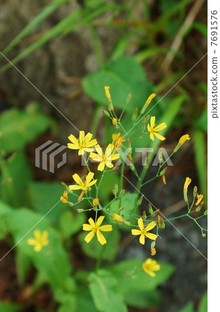 可以輕鬆在野花中相遇的長崎的美麗花朵·路邊·俯視圖垂直位置 7691576