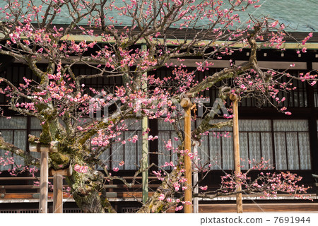 京都大宮皇宮Ochumi南花園的紅甜 7691944