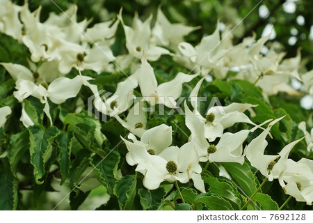初夏的花 山形的四個白色苞片 葉子 包裹著圓形的花朵 大量的水平位置 照片素材 圖片 圖庫