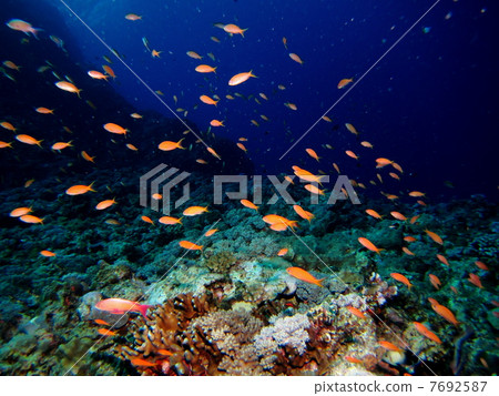 熱帶國家的水下照片 熱帶國家的水下照片 7692587