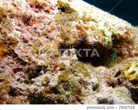 Montuki蛙魚 7692588