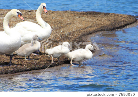 天鵝兄弟和父母天鵝在水中 7693050