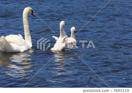 Swan chicks practicing flapping on the surface of the water 7693119