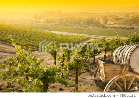 Grape Vineyard with Old Barrel Carriage Wagon. 7693121