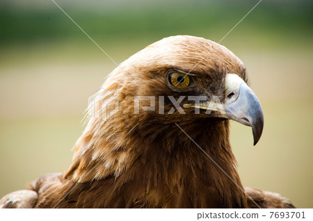 Golden Eagles head 7693701