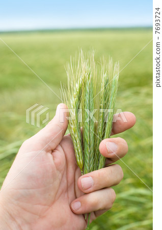 ears of rye 7693724