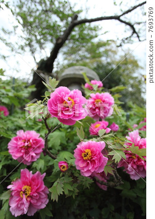 Peony (Kei beautiful) 7693769