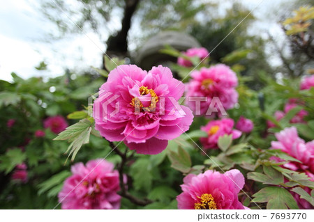 Peony (Kei beautiful) Peony (Kei beautiful) 7693770