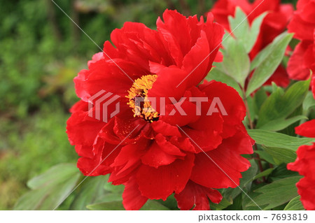 Peony (red) 7693819