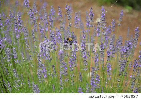 Lavender park a lot 7693857