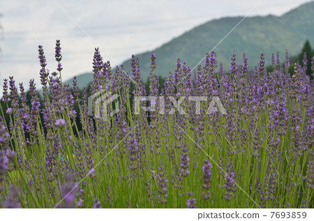 Lavender park a lot Lavender park a lot 7693859