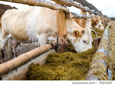 cows eating hay from feeding rack cows eating hay from feeding rack 7693885