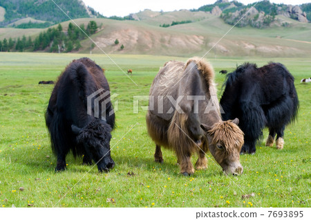 grazing yaks grazing yaks 7693895
