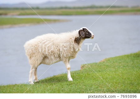 solitary sheep 7693896