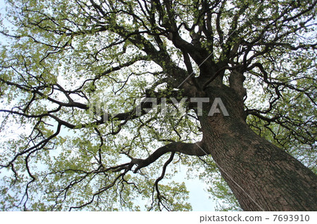 大樹（Kusunoki） 7693910